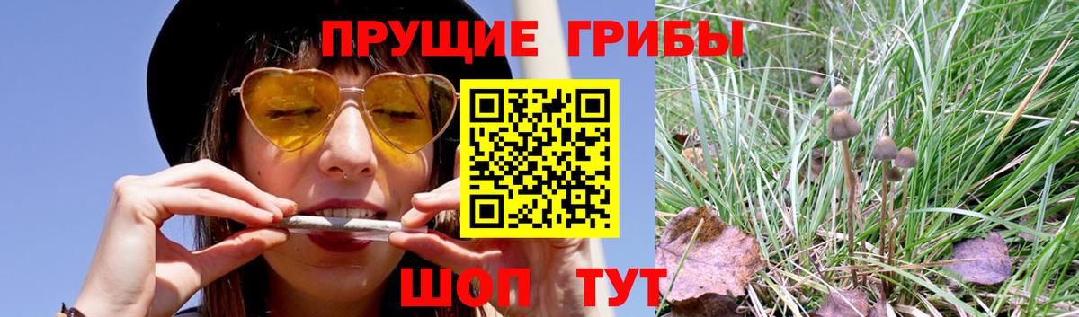 Псилоцибиновые грибы мухоморы Красноярск